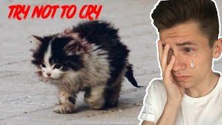 Котенок без лица | TRY NOT TO CRY CHALLENGE | ПОПРОБУЙ НЕ ЗАПЛАКАТЬ ЧЕЛЛЕНДЖ