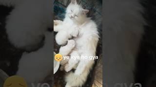 Persian Cat born new baby  || billi ke bacche || #trending #viral #shorts