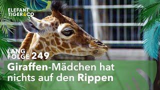 Große Sorge um den Giraffen Nachwuchs im Zoo Leipzig (Langfolge 249) | Elefant, Tiger & Co. | ARD