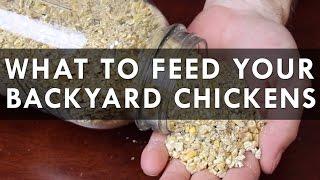 What to feed your backyard chickens - Hats off to Justin Rhodes