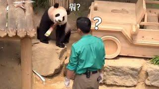 판다월드 6월 23일 강바오님 께서 도와주세요