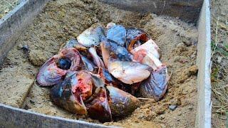 I Was Shocked! The Power of Fish Heads - Transform Your Garden in Days