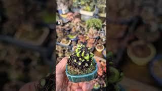고사리종류(고비고사리?) #smile_bonsai_auction #bonsaitree #Oriental_bamboo_fern