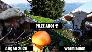 Pilze Ahoi im Allgäu 2020 - Erste kleine Runde