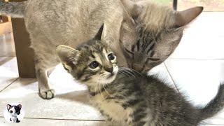 Cute new kittens first meet with five older cats was so unexpected