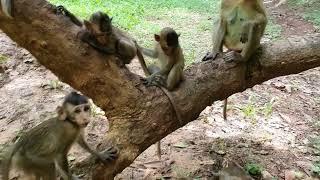 Wildlife monkey in Mohanokor troop