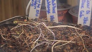 Karma, Karma, Why Doesn't Your Garden Grow? #SurvivalSeeds2024 #herbsandtinctures Entry Video