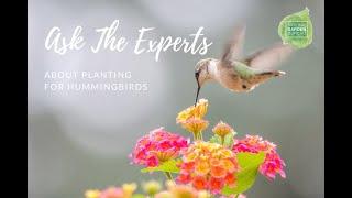 Create a Hummingbird Haven: Expert Plant Selection Tips