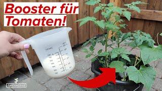 Unser Wundermittel für eine reiche Tomatenernte! Mit diesem Hausmittel klappt es!