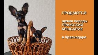 Продаются щенки породы Пражский Крысарик в Краснодаре, июль 2021