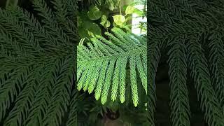 Christmas tree#indoor balcony garden plant#shorts#gardening with geet kumar
