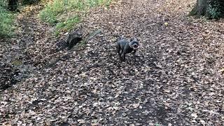 Blue Staffie finds tiny river in the wood