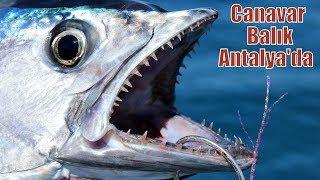 Antalya'nın Kayıp Canavarını Yakaladık / Monster Fish !!