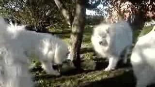 Samoyed ''KENVENTAKI''