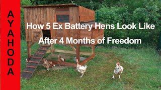 How 5 Ex Battery Hens Look Like After 4 Months of Freedom jpg