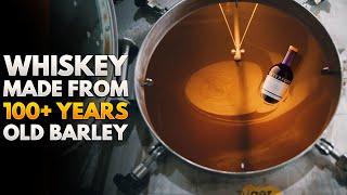 Exploring old barley varieties used in making whiskey in Ireland