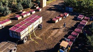 How Do American Farmers Produce 9,9 Billion Pounds Of Apples - American Farming