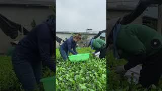 Hái chè móc câu tân cương thái nguyên #trathainguyen #xuhuong Trà Ánh Tuyết 0988.157.538