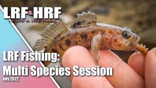 LRF Fishing: Multi Species Session in South Devon