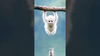 Naughty little monkey, #monkey #nature #monkeys #cuteanimal