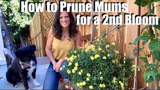 How to Prune Fall Mums for a 2nd Bloom ️