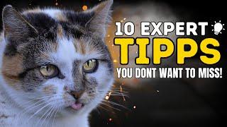 10 Tips from Cat Behavior Experts You Need To Know!