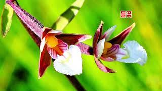 ■장성현가곡교실 [2762] 들꽃 김치경 시/신귀복 작곡