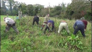 Potato Experiment Harvest - and seven years of our work group (meitheal)