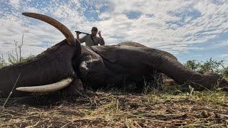 Africa Elephant hunt, side brain shot!