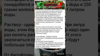 секреты выращивания рассады помидор.