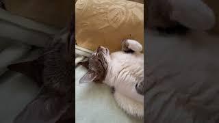 HAPPY DREAMS DRIFTER. #cat #catlover #petowner #