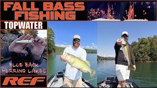 Fall Spotted Bass Fishing on TOPWATER / Blue Back Herring Lakes