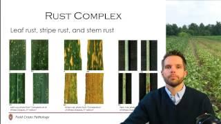 Wheat Disease Management (5/5)