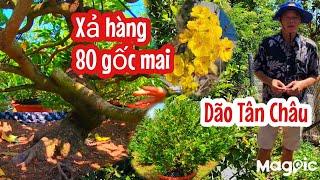 A Hải 0939886996 # Gl vườn mai vàng dão Tân Châu giá tốt # tại ĐT.