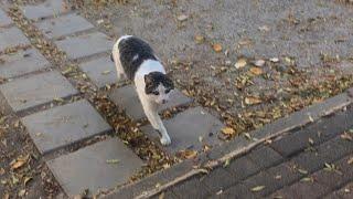 Die getigerte Straßenkatze, die allein im Park herumhing, liebte mich auf den ersten Blick.