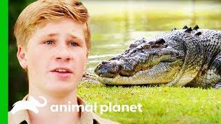 Moving The Biggest Croc At Australia Zoo | Crikey! It's The Irwins