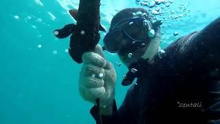 Berburu ikan dengan Panah di Aceh, Panggang Langsung di pantai | Spearfishing Indonesia