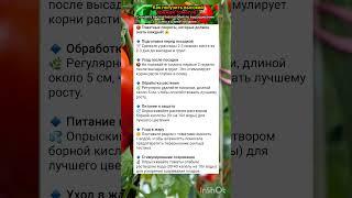 секреты высокого урожая томатов