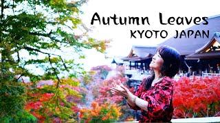 Autumn Leaves in KYOTO - Jun Izumi & Yuto Kanazawa