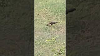 peacock ‍‍