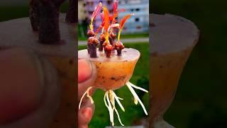 How to grow clove plant at home from cloves //#highlights #shortvideo #reelsvideo