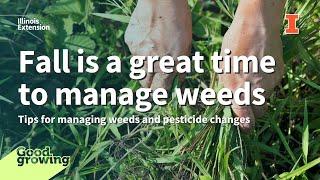 Managing weeds in the fall | #GoodGrowing