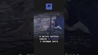 В Питере котёнка спасли из канала с помощью зонта #новости #поток #питер #котик #киса #спасли#кот
