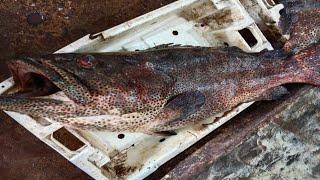 Karachi fish harbour gissar fish 158,kg big saiz