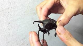 Coleoptera