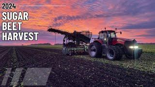 The Heart of Sugar Beet Harvest