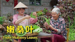 Come and taste the first bite of tender spring mulberry leaves with us!【叫我阿霞Channel】