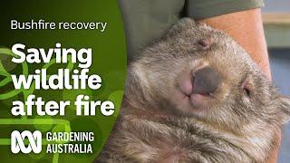 Saving wildlife after fire | Bushfire recovery | Gardening Australia