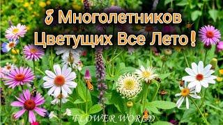 8 Многолетников, Цветущих Все Лето!