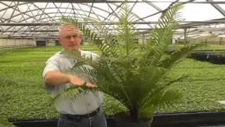 Silver lady and Brazillian Tree